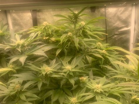 Slurricane Feminized Seeds USA - The Seed Connect