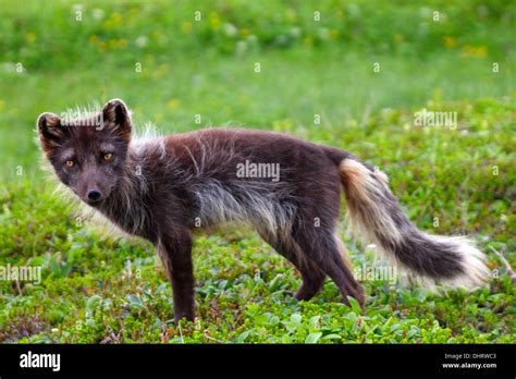 Lonely fox hi-res stock photography and images - Alamy