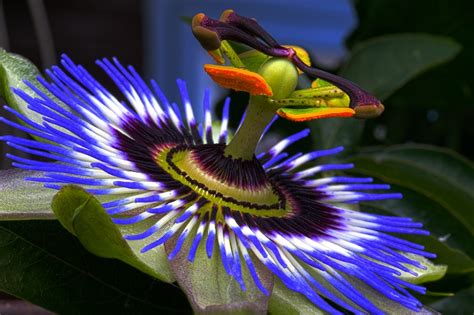 Ranking the best passion flower of 2021 - Body Nutrition