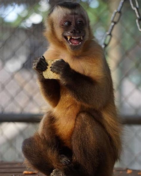 What a beautiful #smile Angie has ️😍🐒#CapuchinMonkey #Monkey #CuteAnimals #ZWFMiami | Capuchin ...