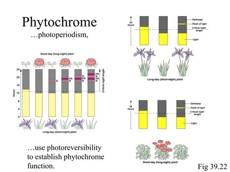 PPT - Plant Responses to Signals IV PowerPoint Presentation, free ...