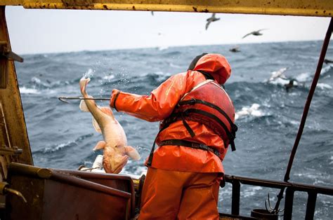 Longline fisherman bringing in a Pacific Cod fish in the Bering Sea | Jacob Maentz