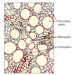 Difference Between Protoxylem and Metaxylem (Protoxylem vs Metaxylem) - MD