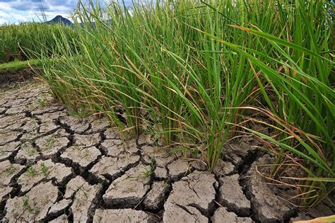 International Rice Research Institute (IRRI) - CGIAR