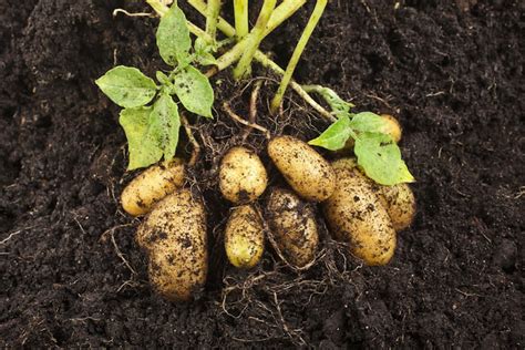 Why the Humble Potato is the Worlds 4th Most Important Crop