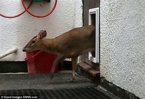 Muntjac Deer Pet