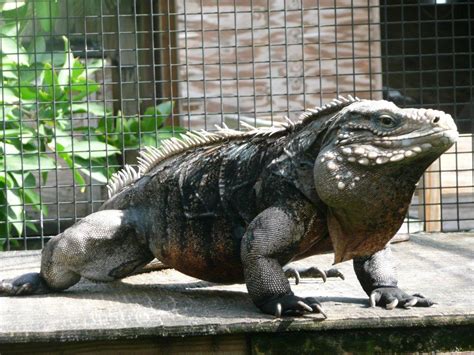 Cuban Rock Iguana Facts and Pictures | Reptile Fact