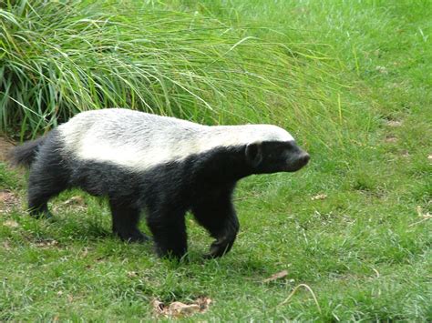 Ratel / Honey Badger (Mellivora capensis) - Howletts Wild Animal Park Gallery | Honey badger ...