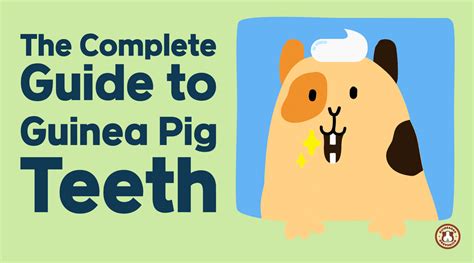 The Complete Guide to Guinea Pig Teeth