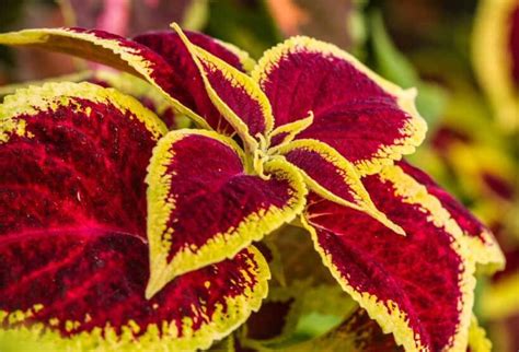 Coleus blumei (Plectranthus scutellarioides) Guide | Our House Plants