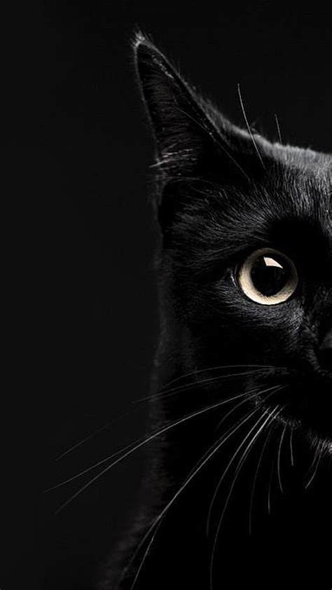 Black Cat Minimalist Wallpapers - Wallpaper Cave