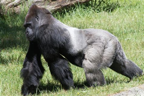 Silverback Gorilla At The San Francisco Zoo San Francisco California 7D9703 Photograph by ...