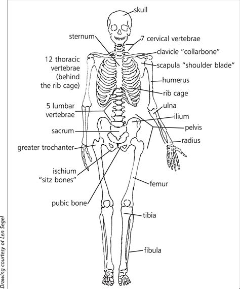 Skeletal System Printable