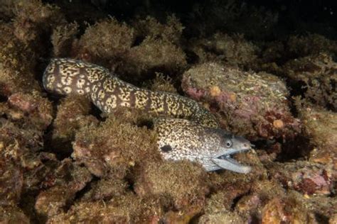 Species Muraena helena (Mediterranean moray) | Sealife Collection