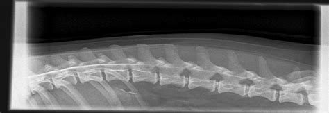 spinal xray myelogram - specialist veterinary spine x-ray greenmount ...