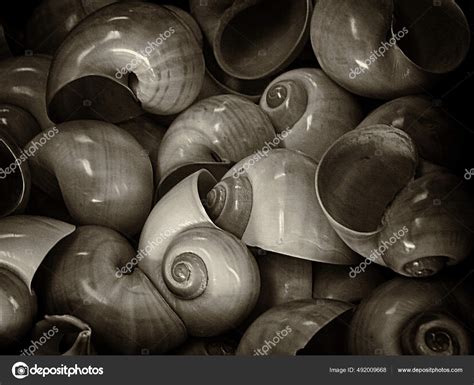 Bunch Colorful Moon Shells Stock Photo by ©rolffimages 492009668