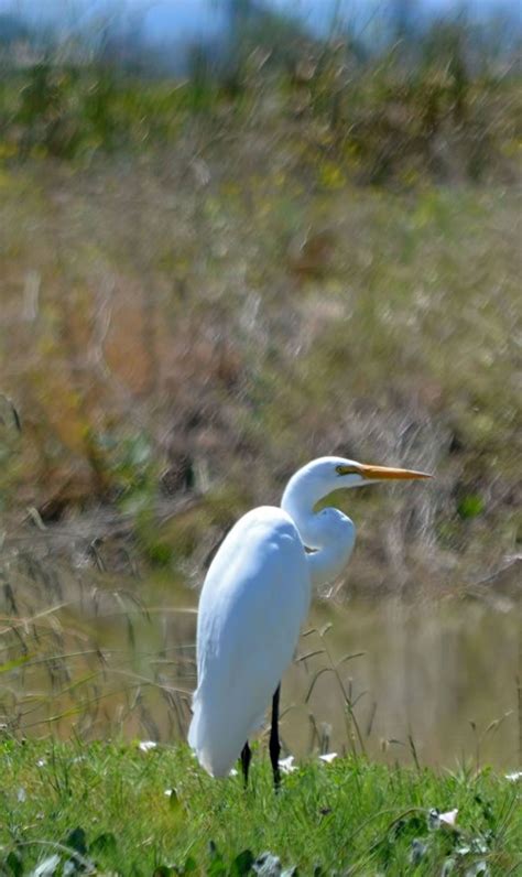 Random Images from a Nightowl: Colusa National Wildlife Area August 23, 2011