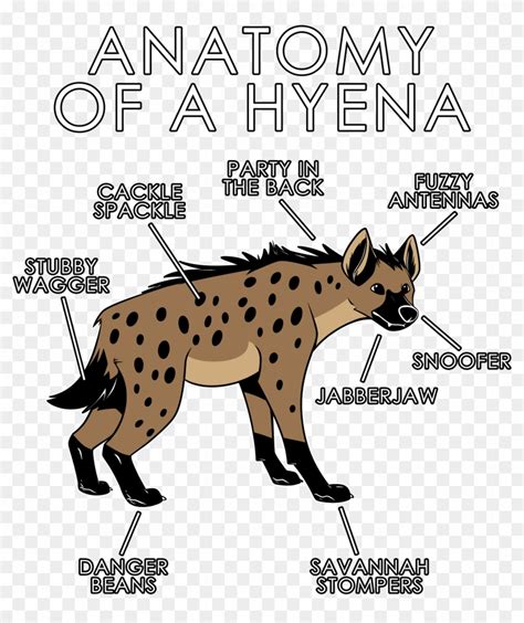 Female Hyena Anatomy