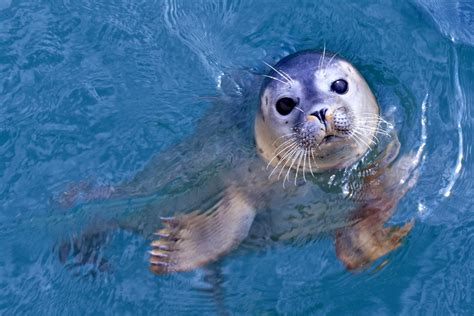 French Woman Mistaking a Seal for a Labrador Leaves Internet in Stitches - Newsweek