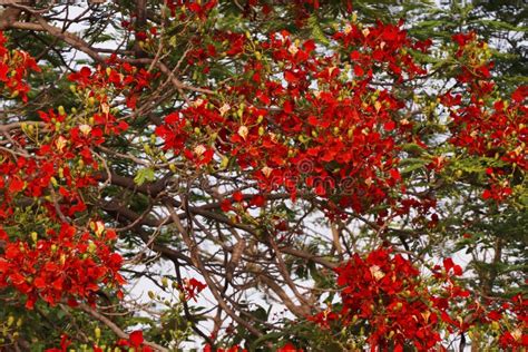 Fiery Flowers on the Background of the Sea Stock Image - Image of meadow, autumn: 207928327