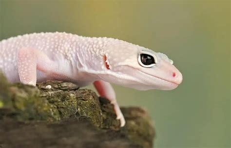 Pink Leopard Gecko: Is it Real? - Gecko Advice