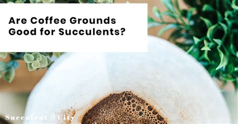 Are Coffee Grounds Good for Succulents?