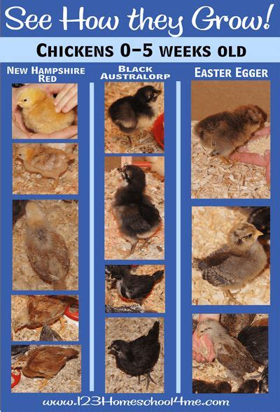 See How Chicks Grow Week by Week | Baby chicks raising, Chickens ...