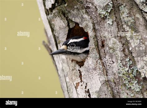 Downy Woodpecker in Nest Cavity Stock Photo, Royalty Free Image ...