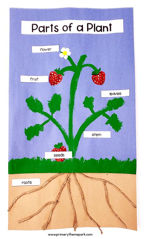 Parts of a Plant Craft | Parts of a plant, Plant crafts, Plant activities