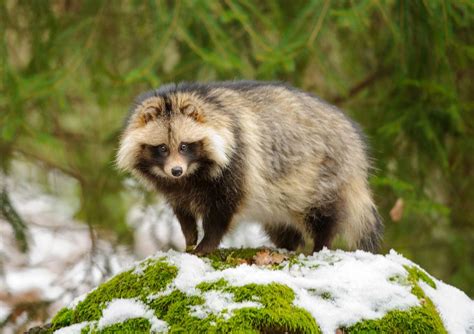 What Is a Tanuki? 8 Surprising Tanuki Facts