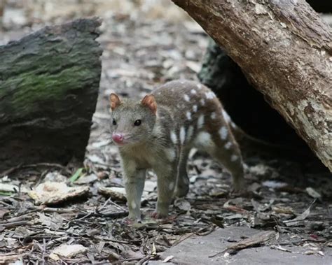 Tiger Quoll - Facts, Diet, Habitat & Pictures on Animalia.bio