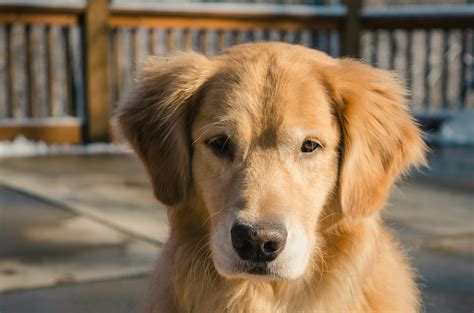 Shocking Truth Revealed: The Hidden Dangers Of Shaving Golden Retrievers