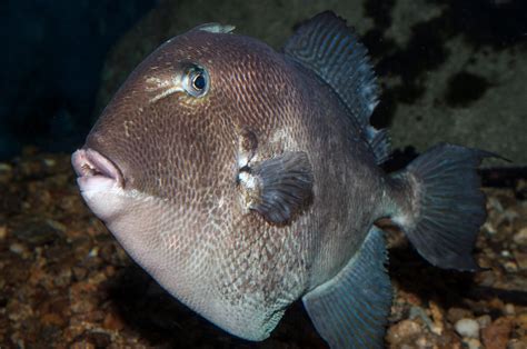 Inshore: Species Profile - Gray Triggerfish - The Fisherman