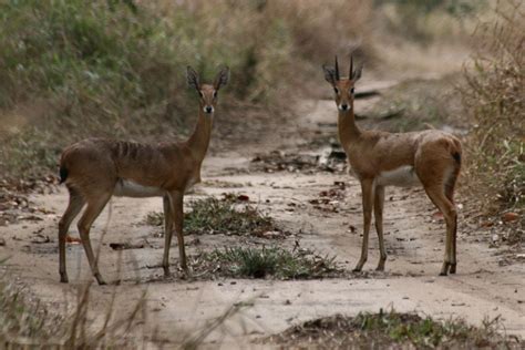 Oribi l Rare Small Antelope Variety - Our Breathing Planet