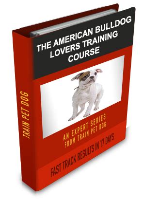 American BullDog Training: Learn All About Training American BullDogs ...