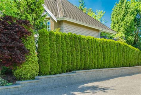 17 Best Trees for Privacy Screen That Grow Fast - Hort Zone