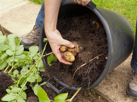18 façons de cultiver des pommes de terre | Idées de plantation de pommes de terre - Jardin de ...