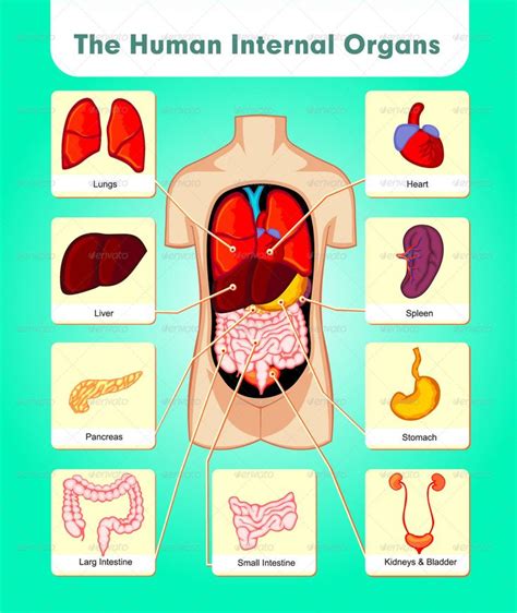 Kids Internal Organs Human Body