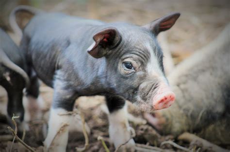 Berkshire Hogs — Whitney Creek Farm