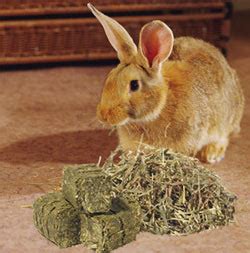 Rabbit Care Guide: Hay is the most important thing for the rabbit food.