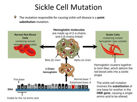 Sickle Cell Anemia Genetic Mutation