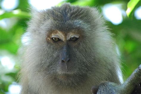 Crab-Eating Macaque - A-Z Animals