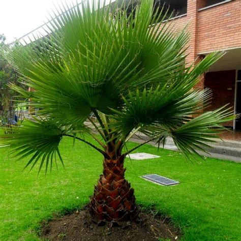 California Fan Palm Seeds (Washingtonia filifera) - Price €1.95