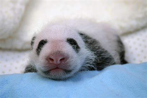 Baby panda at National Zoo | New York Post