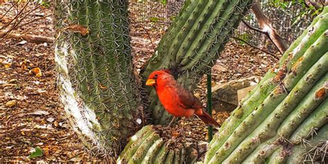 Visiting the Tucson Desert Museum I The Lens of Jen