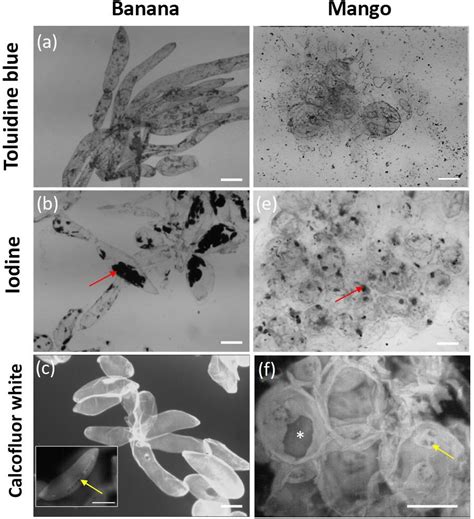 Frontiers | Cell Wall Polymer Composition and Spatial Distribution in Ripe Banana and Mango ...