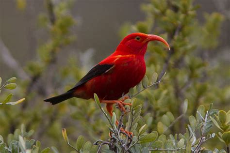 Hummingbirds In Hawaii Stock Photos, Pictures & Royalty-Free Images ...