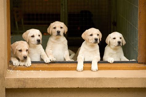 Which Is The Best Puppy To Buy In India