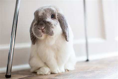 Królik baranek (Mini Lop) - opis, usposobienie, wymagania, pielęgnacja