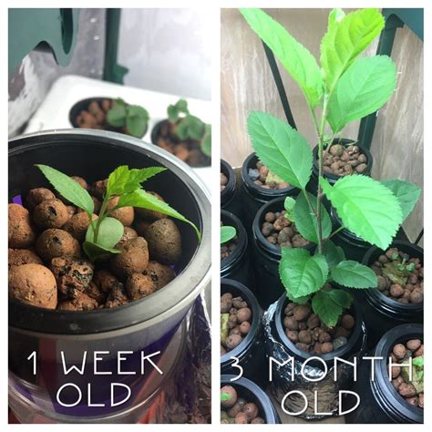 Hydroponic Apple seedling update : r/gardening